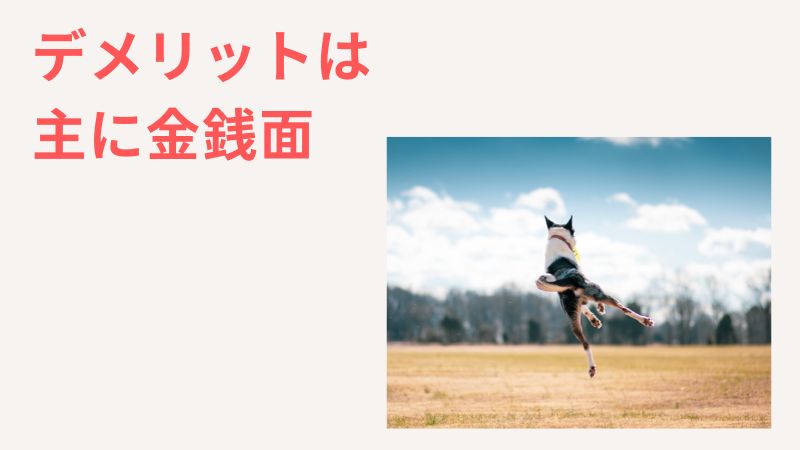 一人っ子で犬を飼うデメリットは「お金」がメイン