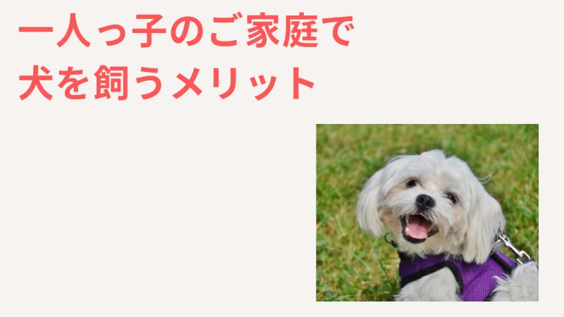 一人っ子で犬を飼うメリット